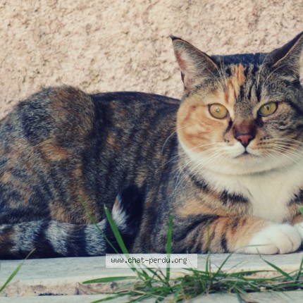 Photo 1/1 lily Chat perdu à Saint Paul Les Durance