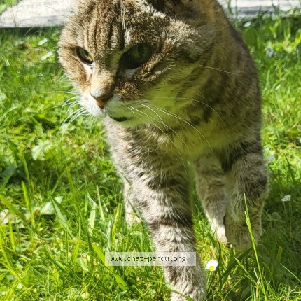 Photo 1/1 Chat trouvé Trouvé à Ressons Sur Matz