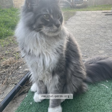 Photo 1/1 Chat retrouvé Perdu à Droupt Saint Basle