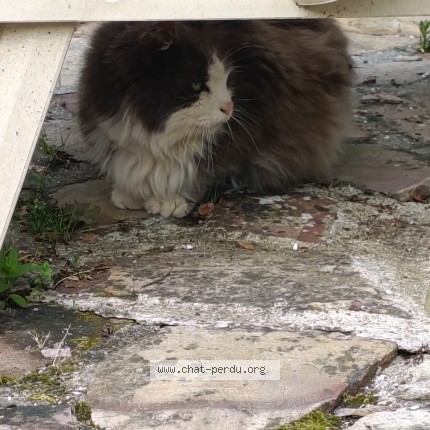 Photo 1/1 Chat trouvé Trouvé à Bertangles