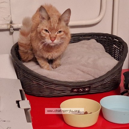 Photo 1/1 Chat trouvé Trouvé à Tarbes
