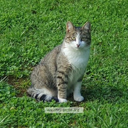 Photo de chat perdu à Ottange