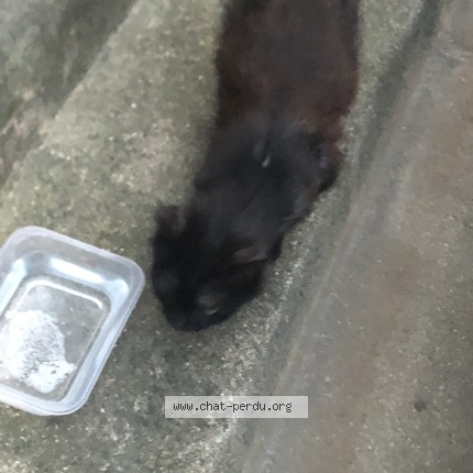 Photo de chat trouvé à St Hippolyte