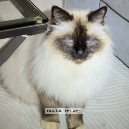 Photo de chat perdu à Saint Denis De L Hotel