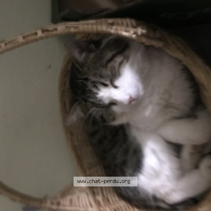 Photo de chat perdu à Oltingue