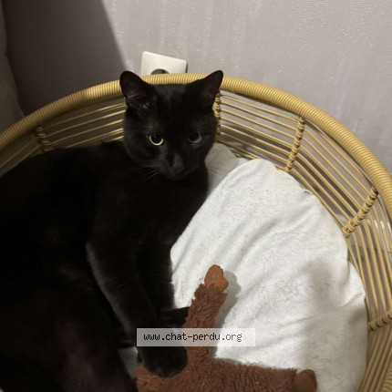 Photo de chat perdu à Saint Chamond