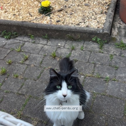 Photo de chat perdu à Bordeaux