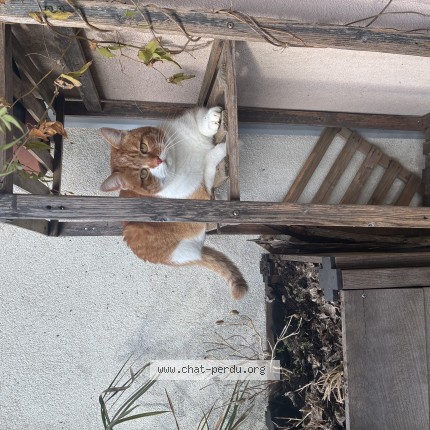 Photo 1/1 miski Chat perdu à Annecy Le Vieux