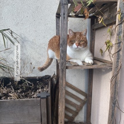 Photo 1/1 miski Chat perdu à Annecy Le Vieux