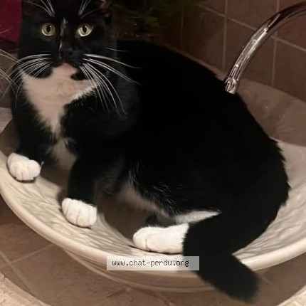 Photo de chat perdu à Repentigny