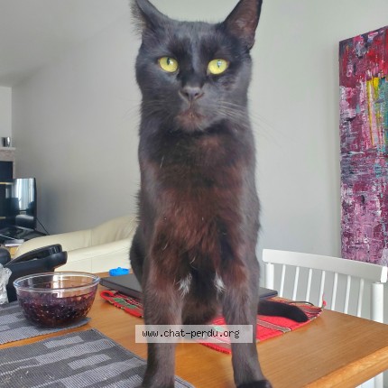 Photo 1/1 Chat trouvé Trouvé à Quebec