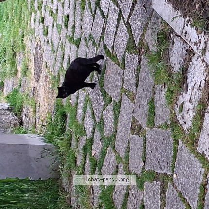 Photo de chat trouvé à Noisy Le Grand France