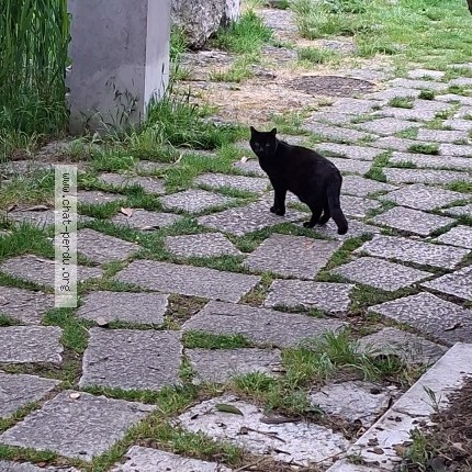 Photo 1/1 Chat trouvé Trouvé à Noisy Le Grand France