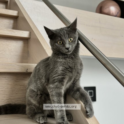 Photo 1/1 Naia Chat perdu à Paifve