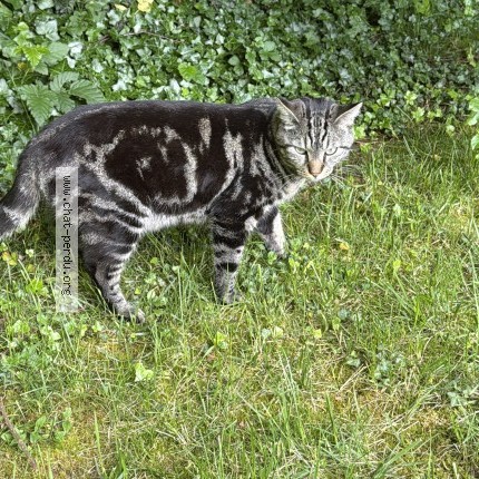 Photo 1/2 Chat trouvé Trouvé à Vaureal