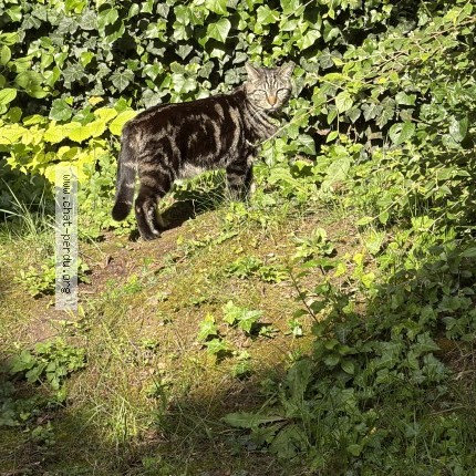 Photo 2/2 Chat trouvé Trouvé à Vaureal