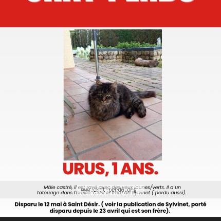 Photo 1/1 Urus Chat perdu à Saint Desir