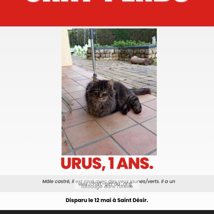 Photo 1/1 Urus Chat perdu à Saint Desir