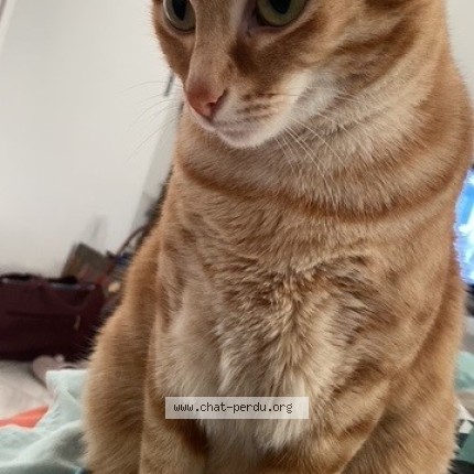 Photo de chat perdu à Carrieres Sur Seine