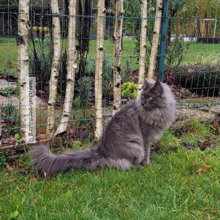 Photo 1/1 Chat retrouvé Perdu à Fondettes