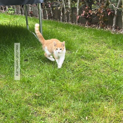 Photo 1/1 Chat trouvé Trouvé à Dilbeek