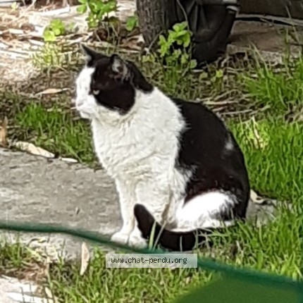 Photo 2/3 Chat trouvé Trouvé à Le Mans