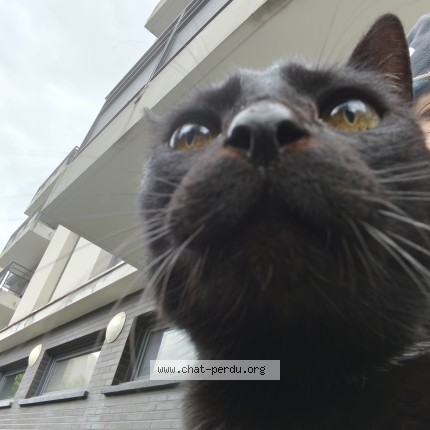Photo 1/1 Chat trouvé Trouvé à Montmagny