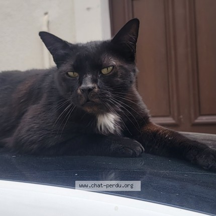 Photo 1/1 Chat trouvé Trouvé à Nimes