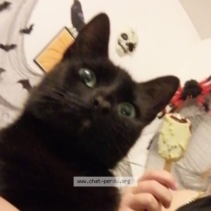 Photo de chat perdu à Change