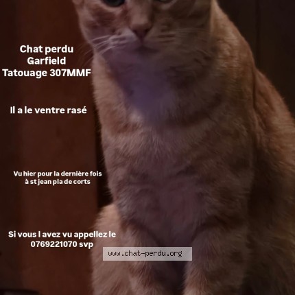 Photo de chat perdu à Saint Jean Pla De Corts