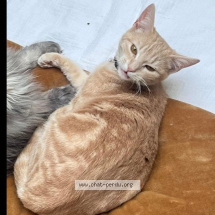 Photo de chat perdu à Dompierre Sur Mer