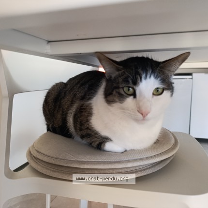 Photo de chat perdu à Villeseque