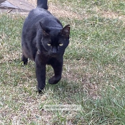 Photo 1/1 Hermes Chat perdu à Tignee