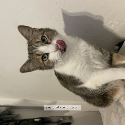 Photo de chat perdu à Pau
