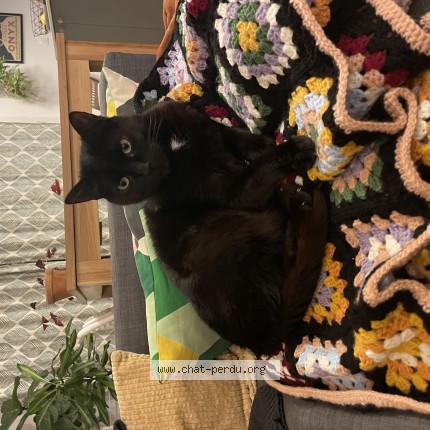 Photo de chat perdu à Lyon