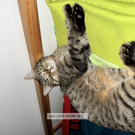 Photo de chat perdu à Merignac