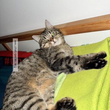 Photo 1/1 Chat retrouvé Perdu à Merignac