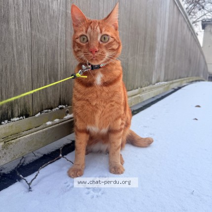 Photo de chat perdu à Chatellerault