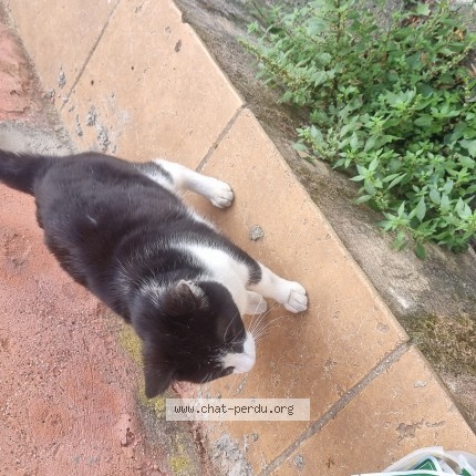 Photo de chat trouvé à Nissan Lez Enserune