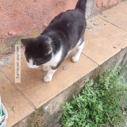 Photo 1/1 Chat trouvé Trouvé à Nissan Lez Enserune