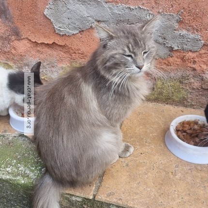 Photo 1/1 Chat trouvé Trouvé à Nissan Lez Enserune