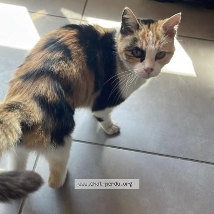 Photo 1/1 Chat trouvé Trouvé à Chambery