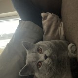 Mia