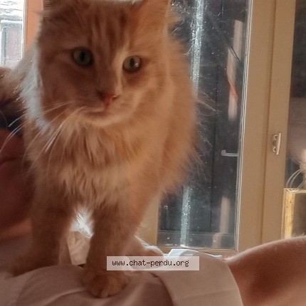 Photo de chat perdu à Tournus