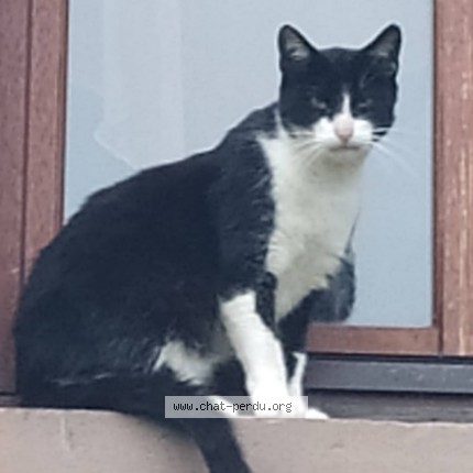 Photo 1/1 Batman Chat perdu à Plancher Bas