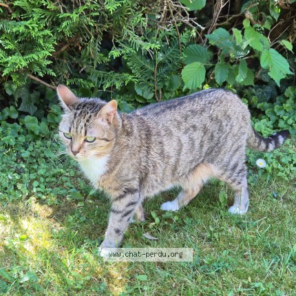 Photo 1/1 Nymeria Chat perdu à Cergy Saint Christophe