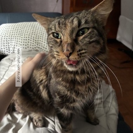 Photo 1/1 Chat trouvé Trouvé à Lyon