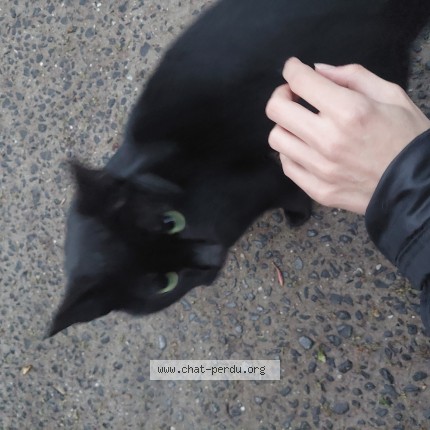 Photo 1/1 Chat trouvé Trouvé à Lille