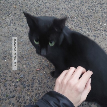 Photo 1/1 Chat trouvé Trouvé à Lille
