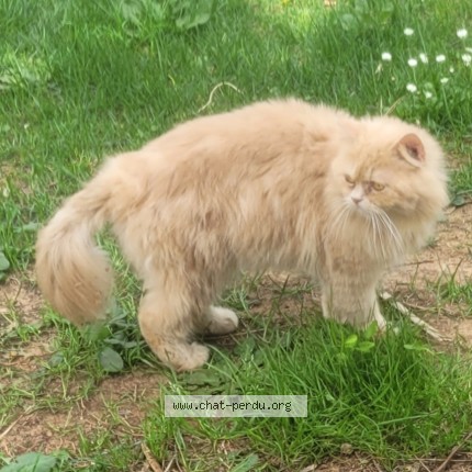 Photo 1/1 Chat trouvé Trouvé à Mudaison